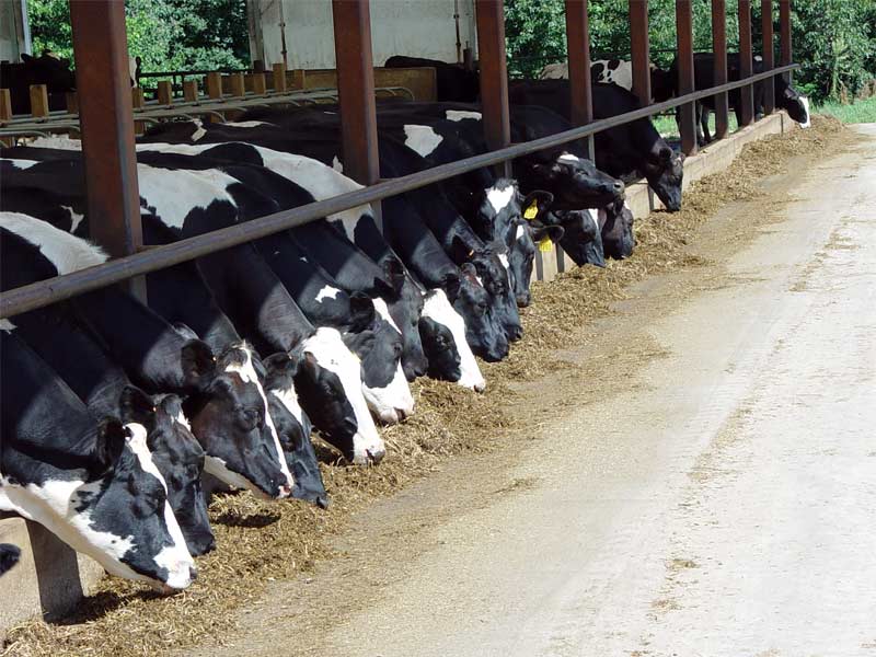 Feed Alley